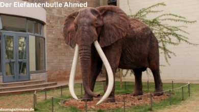der elefantenbulle ahmed